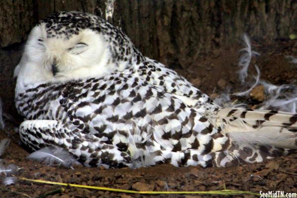 Snowy Owl Female