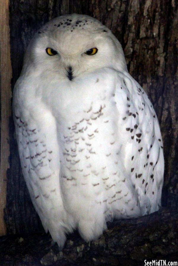 Snowy Owl Male perched