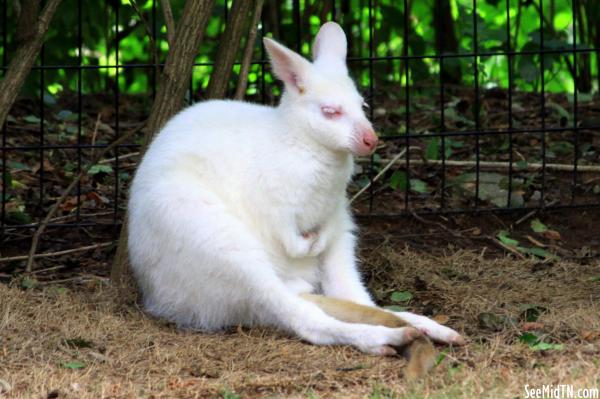 Bennett's Wallaby Albino