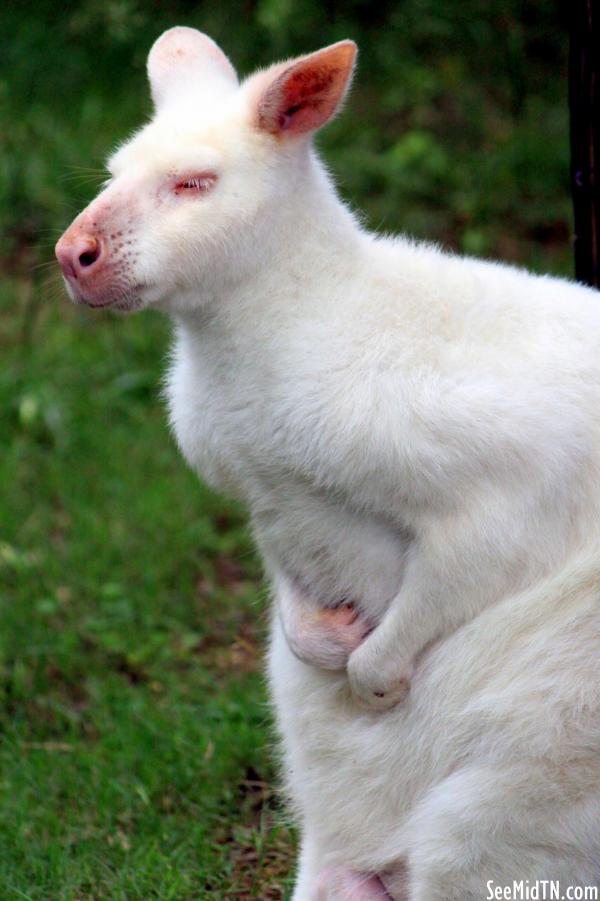 Bennett's Wallaby Albino