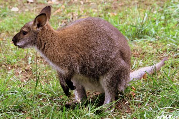 Bennett's Wallaby