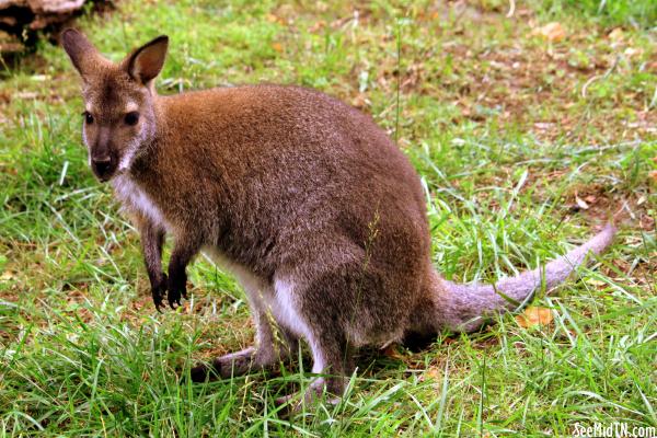 Bennett's Wallaby