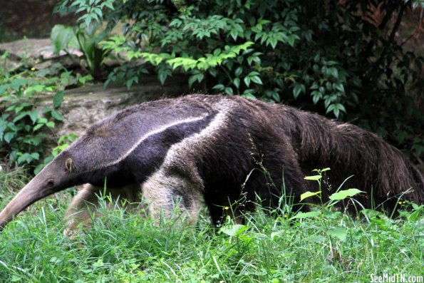 Anteater