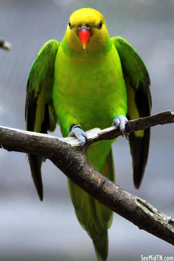 Lorikeet Landing - Olive-headed Lorikeet