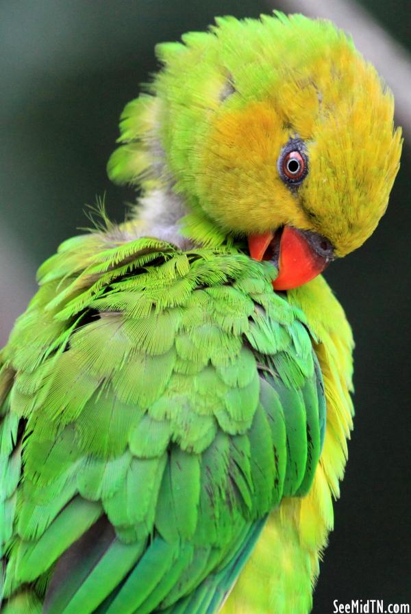 Lorikeet Landing - Olive-headed Lorikeet Grooming