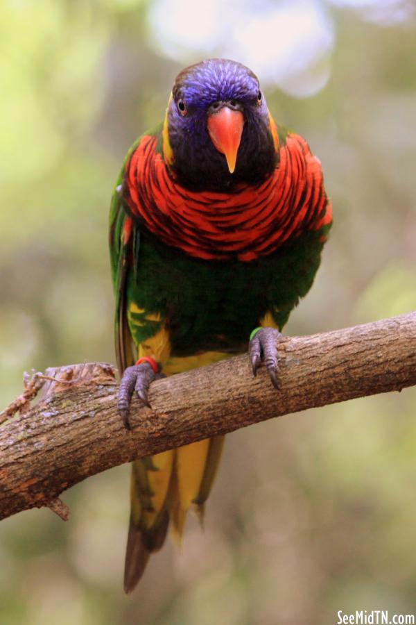 Lorikeet Landing - Swanson's Lorikeet looking ahead