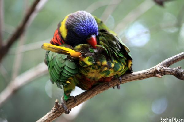 Lorikeet Landing - Swanson's Lorikeet grooming