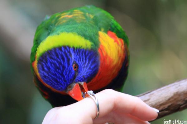 Lorikeet Landing - Swanson's Lorikeet attracted to a ring