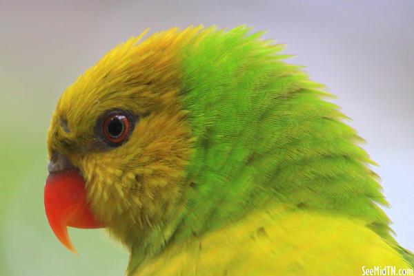 Lorikeet Landing - Olive-Headed Lorikeet