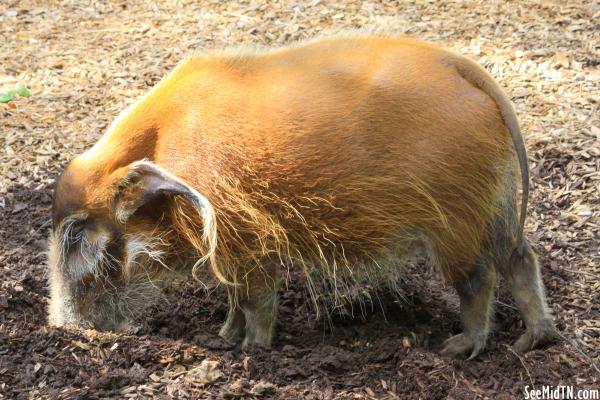 Red River Hog