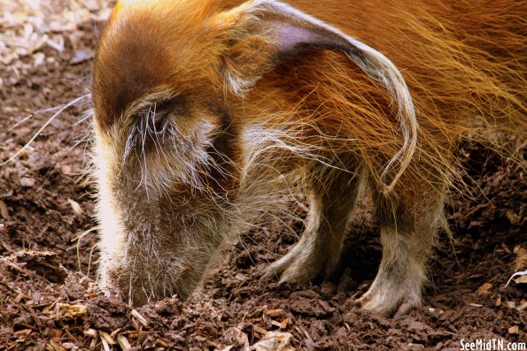 Red River Hog