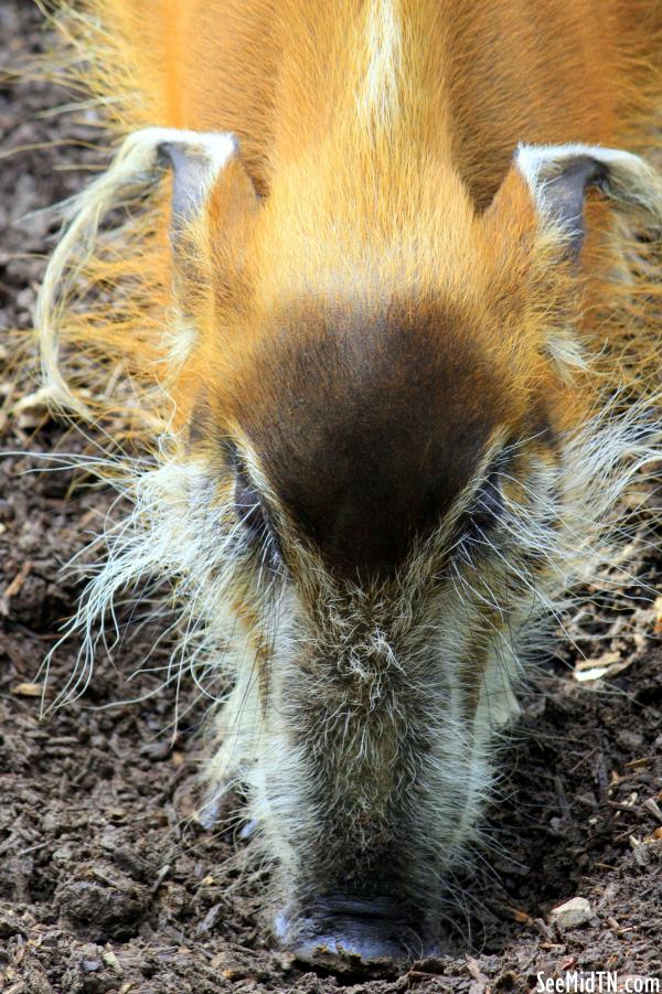 Red River Hog