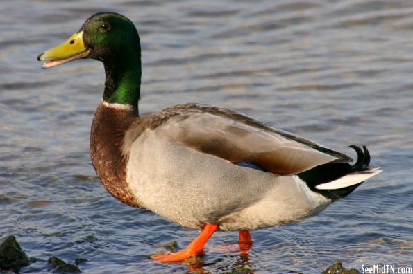 Waterfowl 33