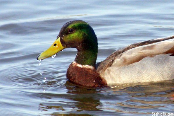 Waterfowl 30