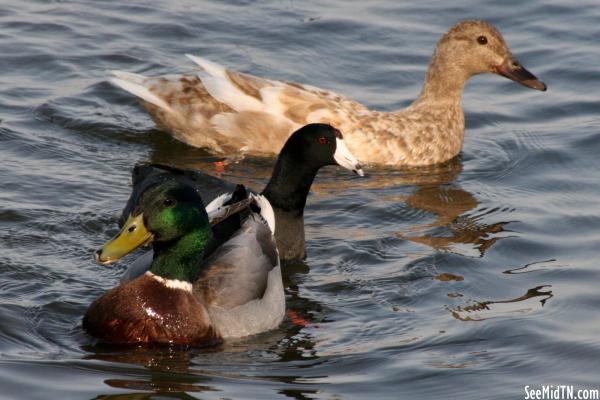 Waterfowl 27