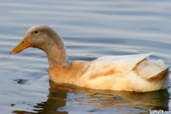 Waterfowl 2