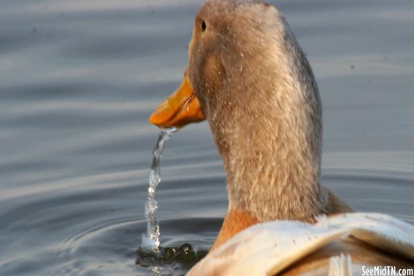 Waterfowl 6