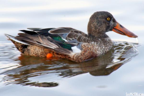 Waterfowl 7