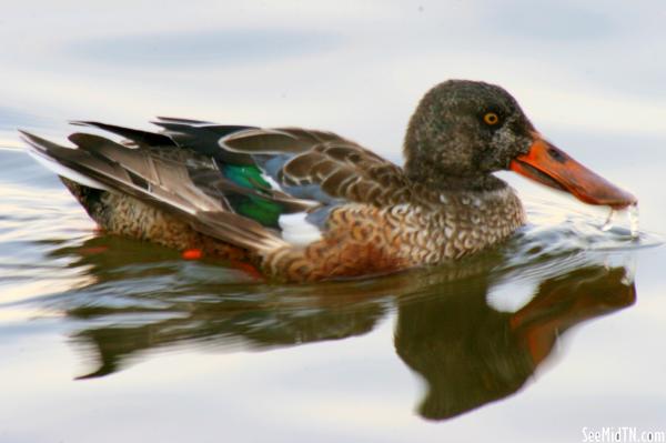 Waterfowl 5