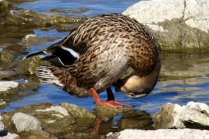 Waterfowl in Winter