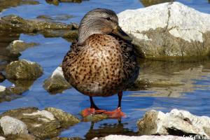 Waterfowl in Winter