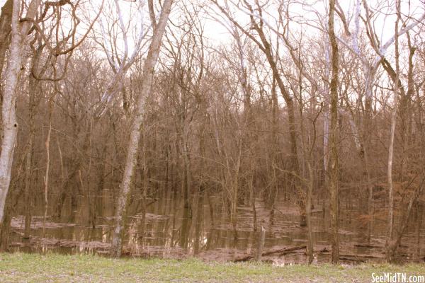 Swampland near the Tennessee River