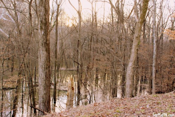 Swampland near the Tennessee River