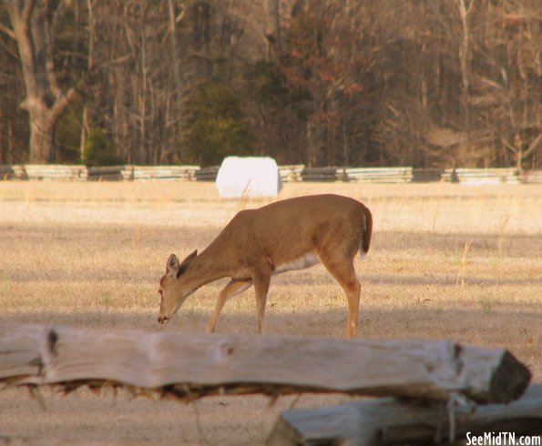 Deer in field