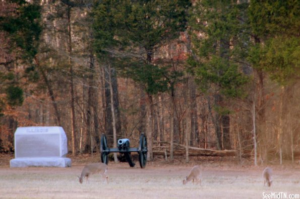 Three deer