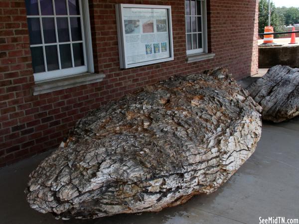 Savannah's Petrified Wood