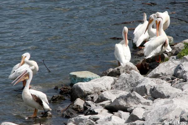 Pickwick Dam Pelicans