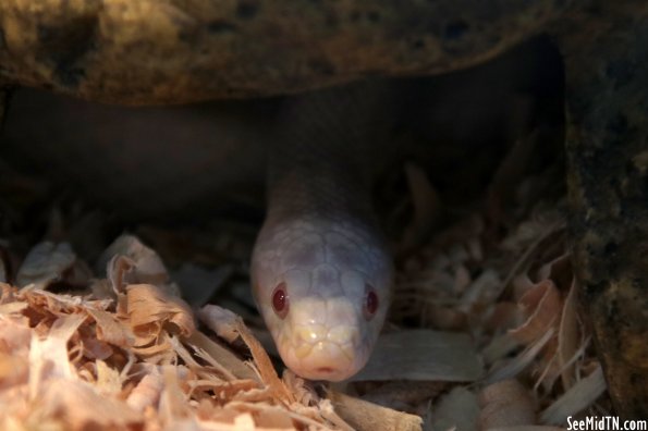 Pickwick Dam State Park Reptile Room