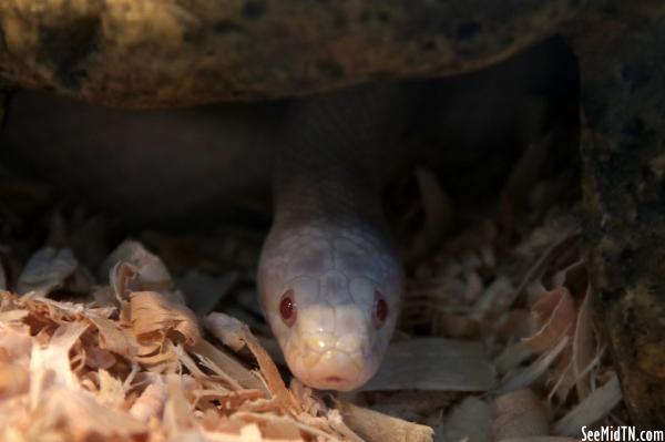 Pickwick Dam State Park Reptile Room