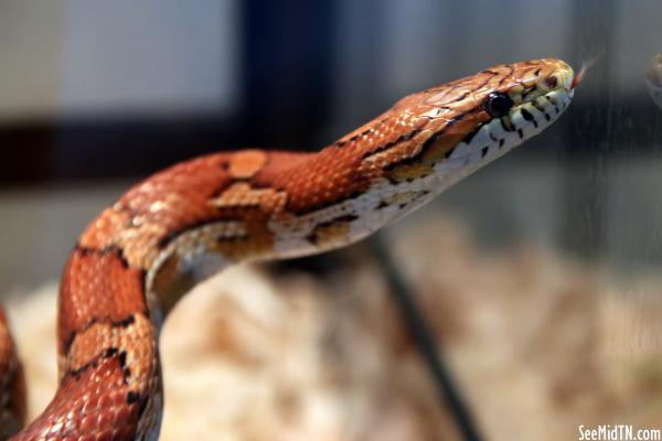 Pickwick Dam State Park Reptile Room